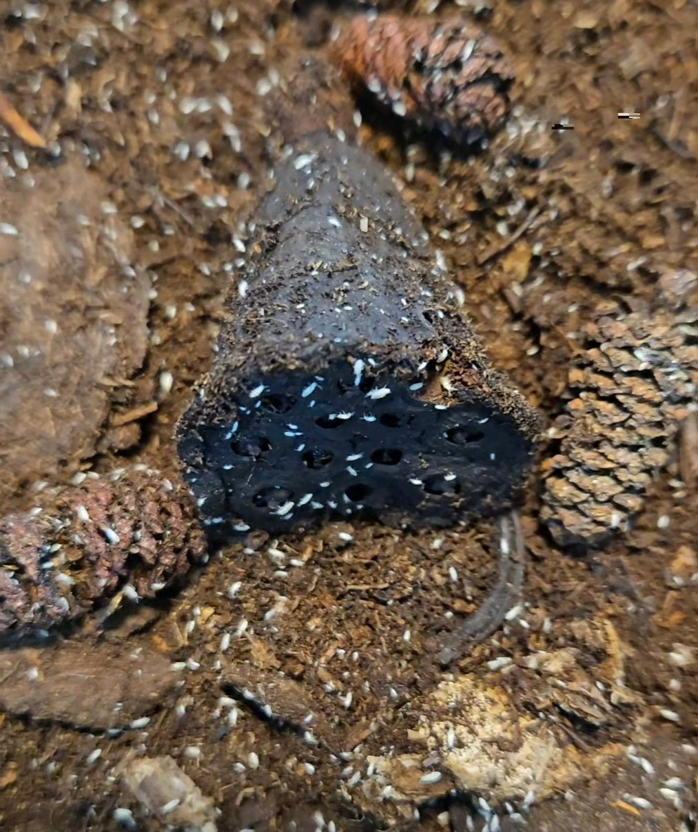 How to Use Seed Pods to Harvest Springtails
