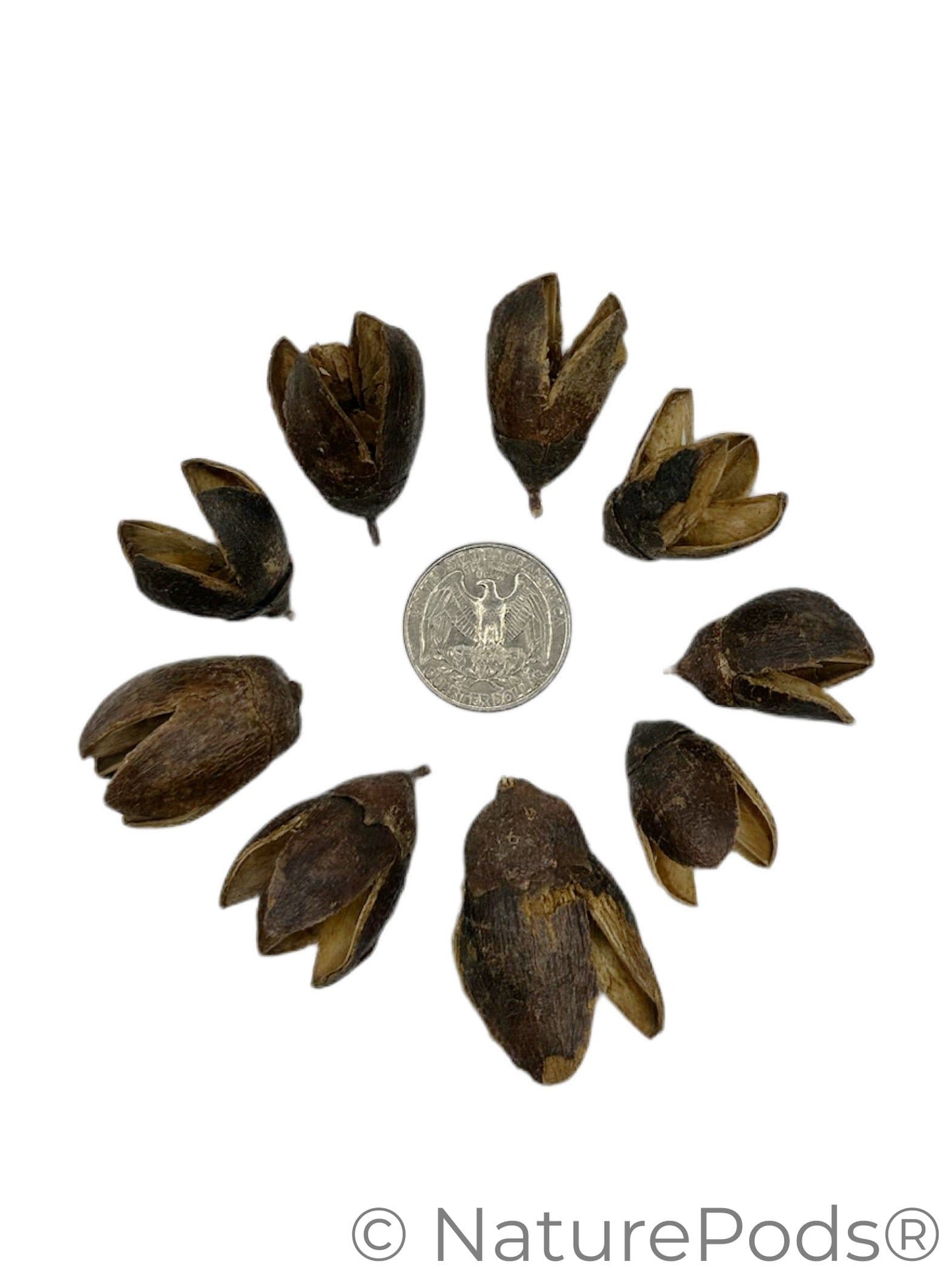 Many bakuli pods which are flower shaped on a white background with a coin for size reference—great inspiration for bioactive terrarium, biotope, aquascaping, blackwater aquariums, or aquarium decor.