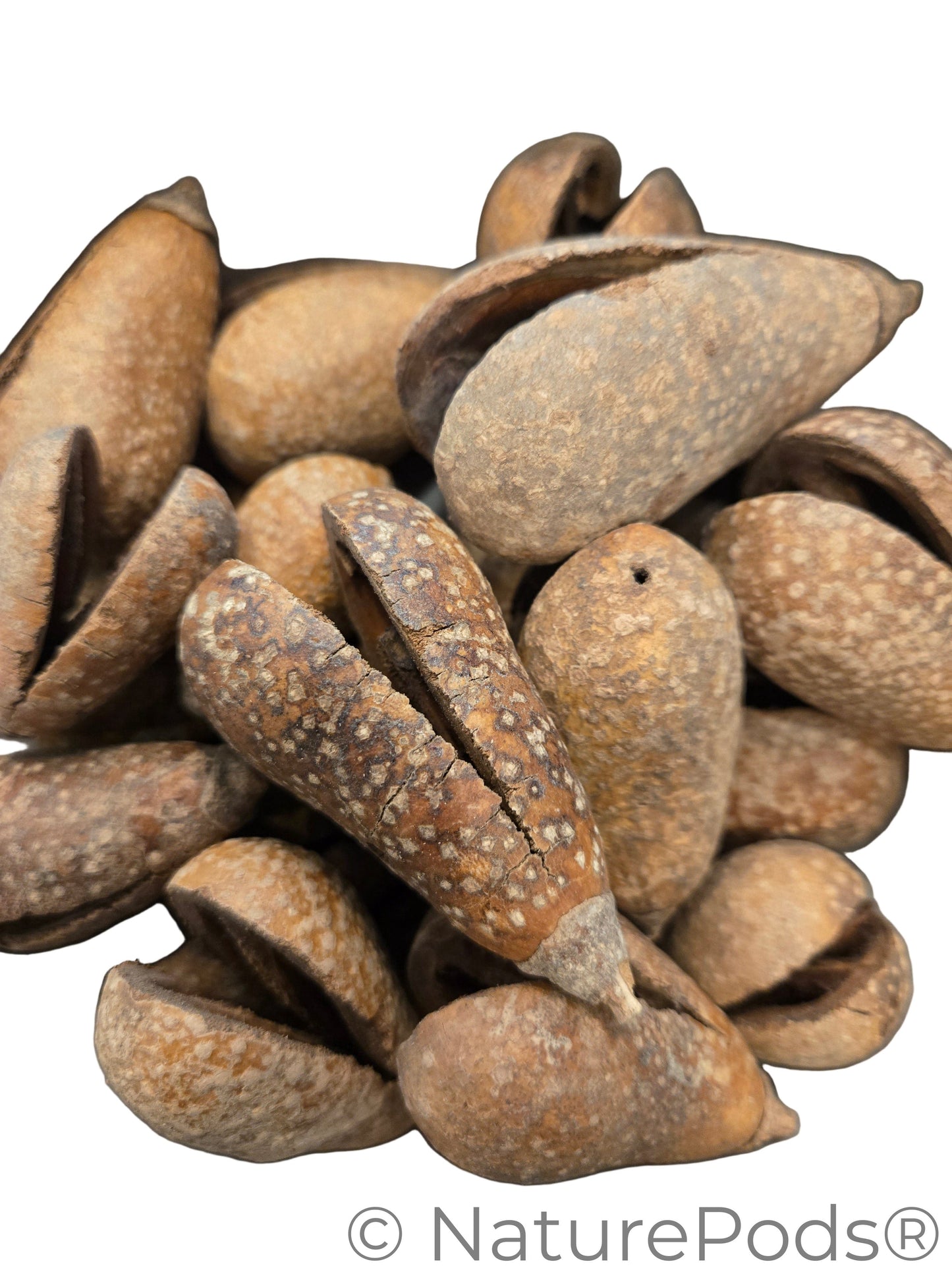 A pile of dried brown pear pods that are split open on a white background.