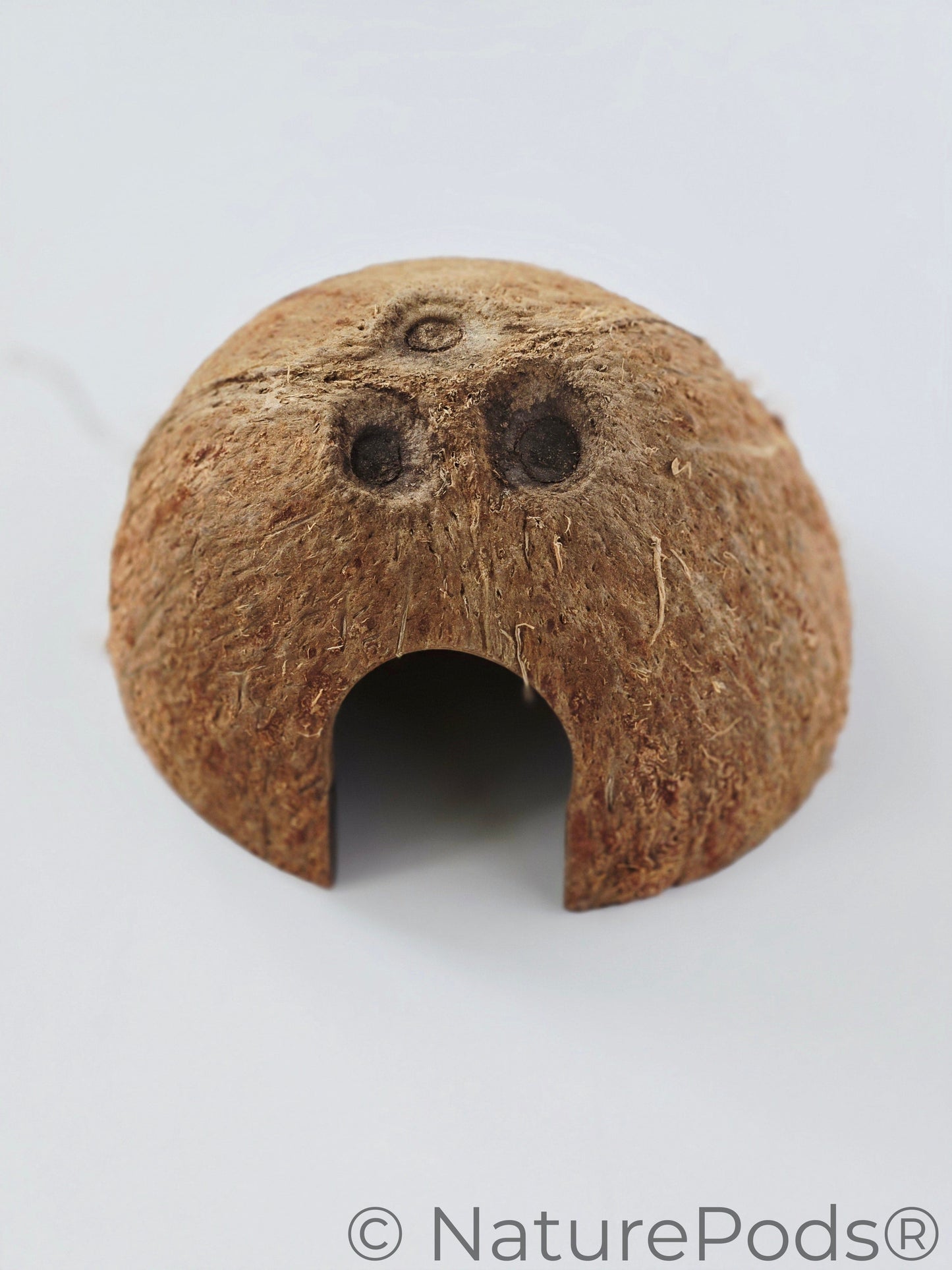 Coconut with a cutout design for a door on a white background. These are natural hides in botanical method aquariums and bioactive terrariums.