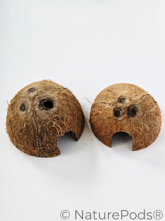 Three half coconut shells which are hallowed out and a rounded entry door used for dart frog hides, shrimp hides, hermit crab hides, and gecko hides. Shown on a white background