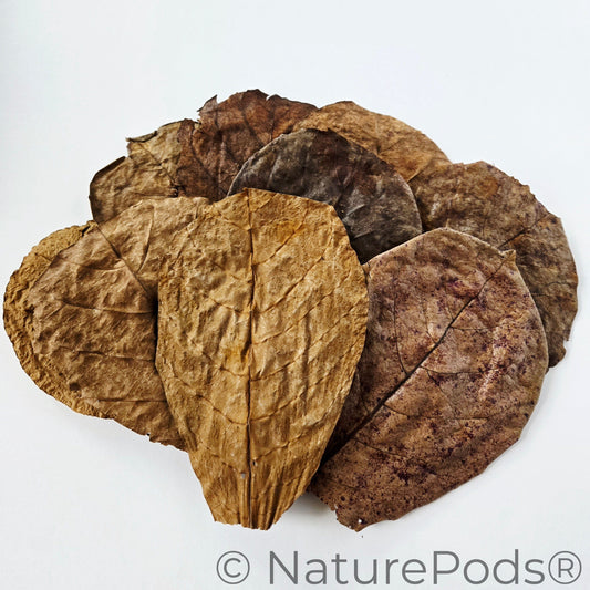 Many dried catappa leaves for aquariums, biotope, aquascaping, and tadpole tea arranged in a pile on a white background