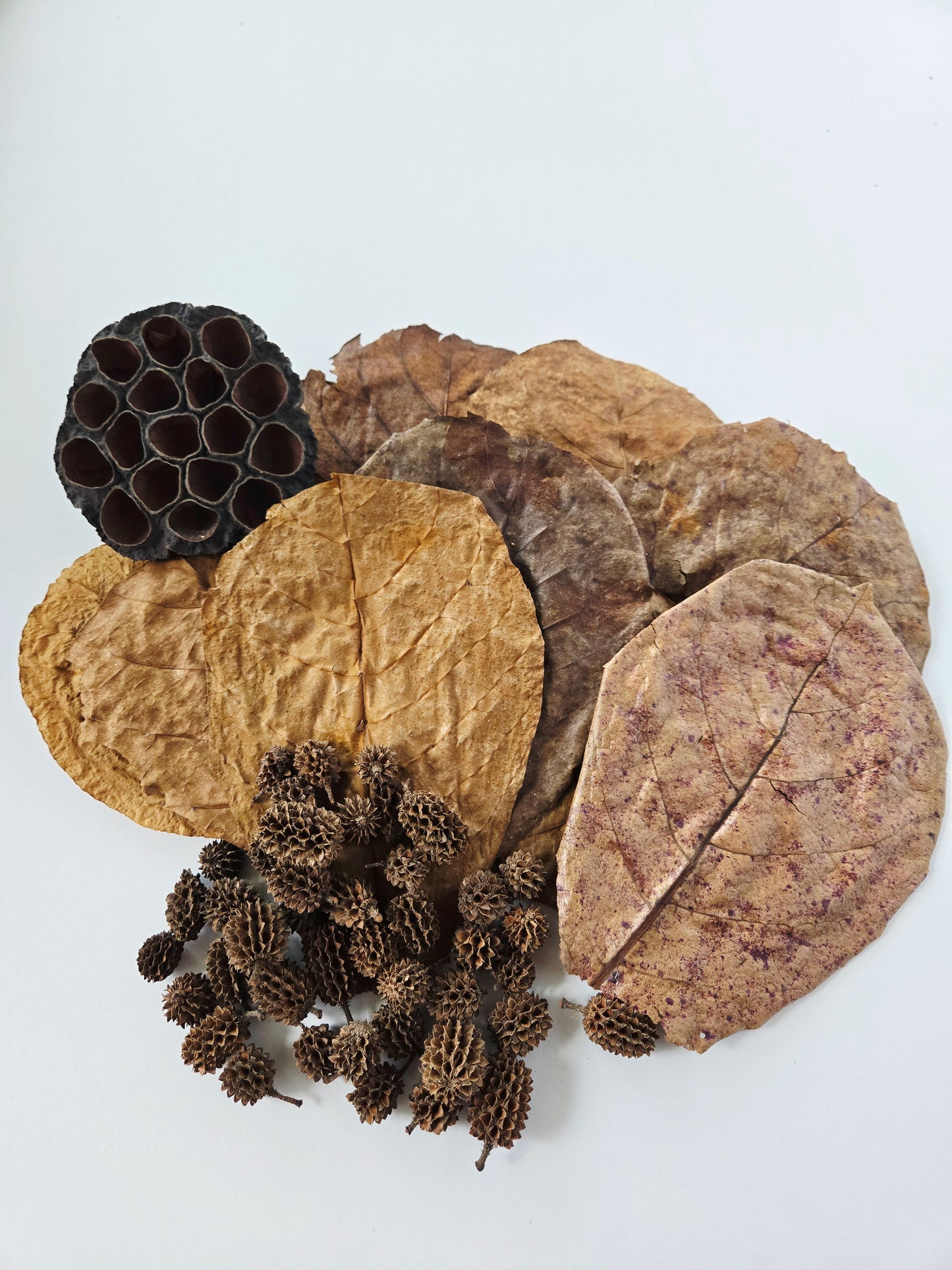 Round lotus seed pod with large holes, indian almond leaves, and casuarina cones in a pile on a white background.