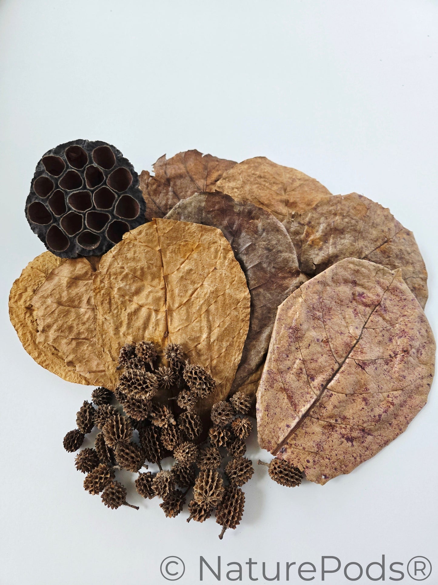 Round lotus seed pod with large holes, indian almond leaves, and casuarina cones in a pile on a white background. These are used as bioactive terrarium natural elements.