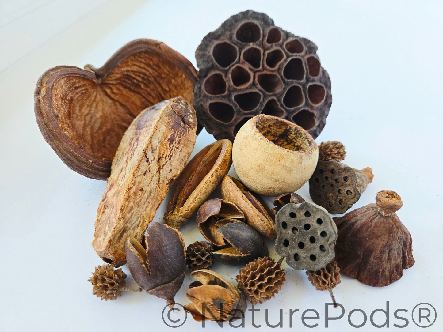 Collection of dried seed pods and nuts on a white background. The dried seed and nut pods are aquarium botanicals and they are various shades of light to dark brown.