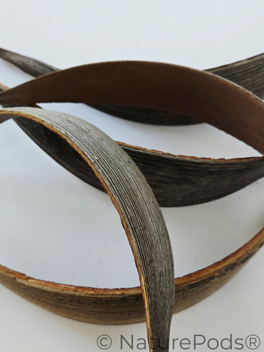 A pile of curved banana shaped brown palm paddles used to make natural shelves in bioactive habitats and they are aquarium botanicals