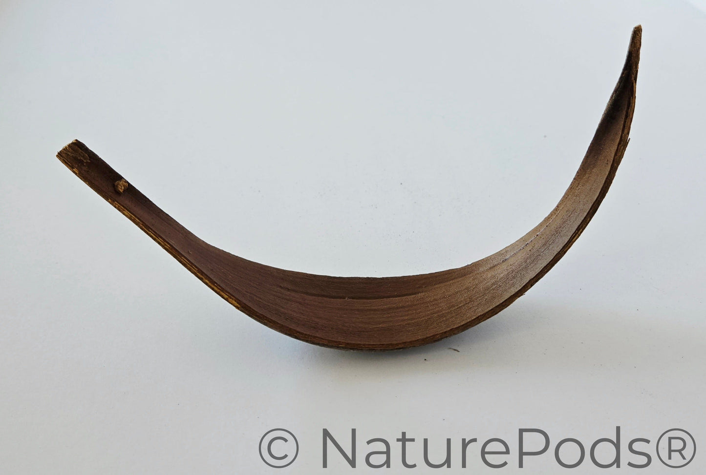 Close up of one curved banana shaped brown palm paddles shown on its side used to make natural shelves in bioactive habitats and they are aquarium botanicals