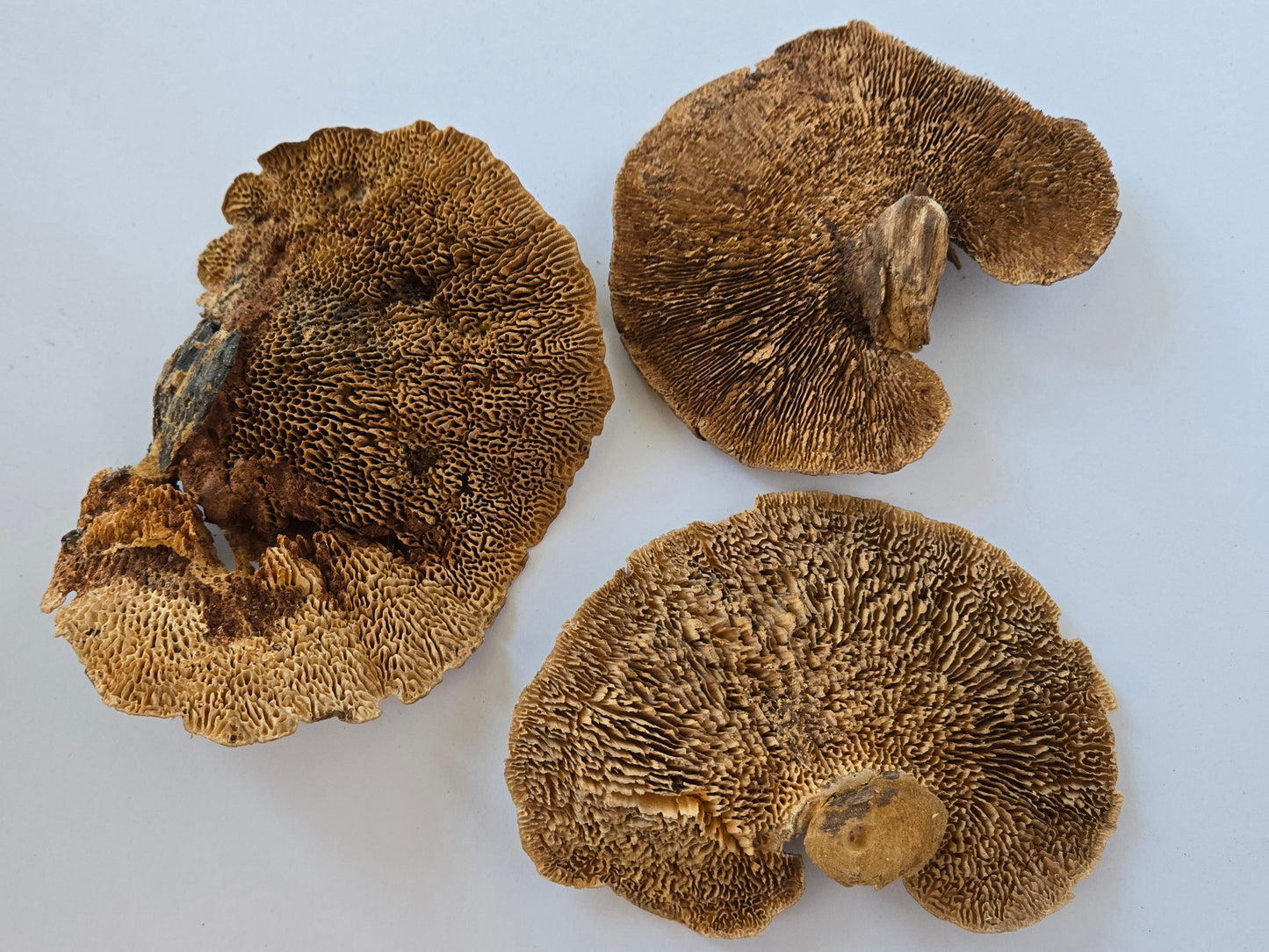 Sponge Mushroom Caps