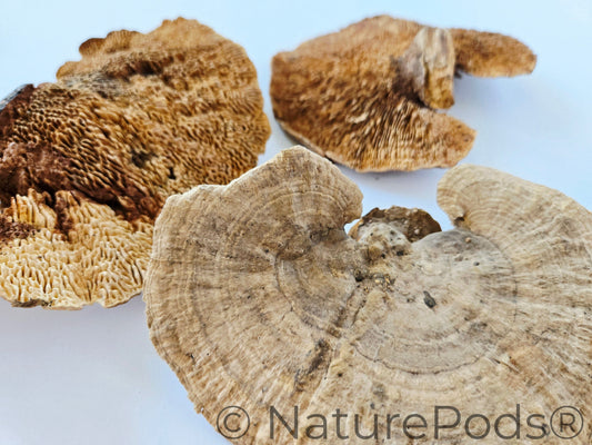 Dried mushroom caps used for dart frog vivarium decor and isopod food and springtail food on a white background