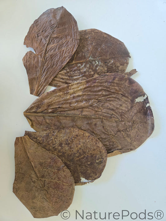 Many dried catappa leaves for aquariums, biotope, aquascaping, and tadpole tea arranged in a pile on a white background