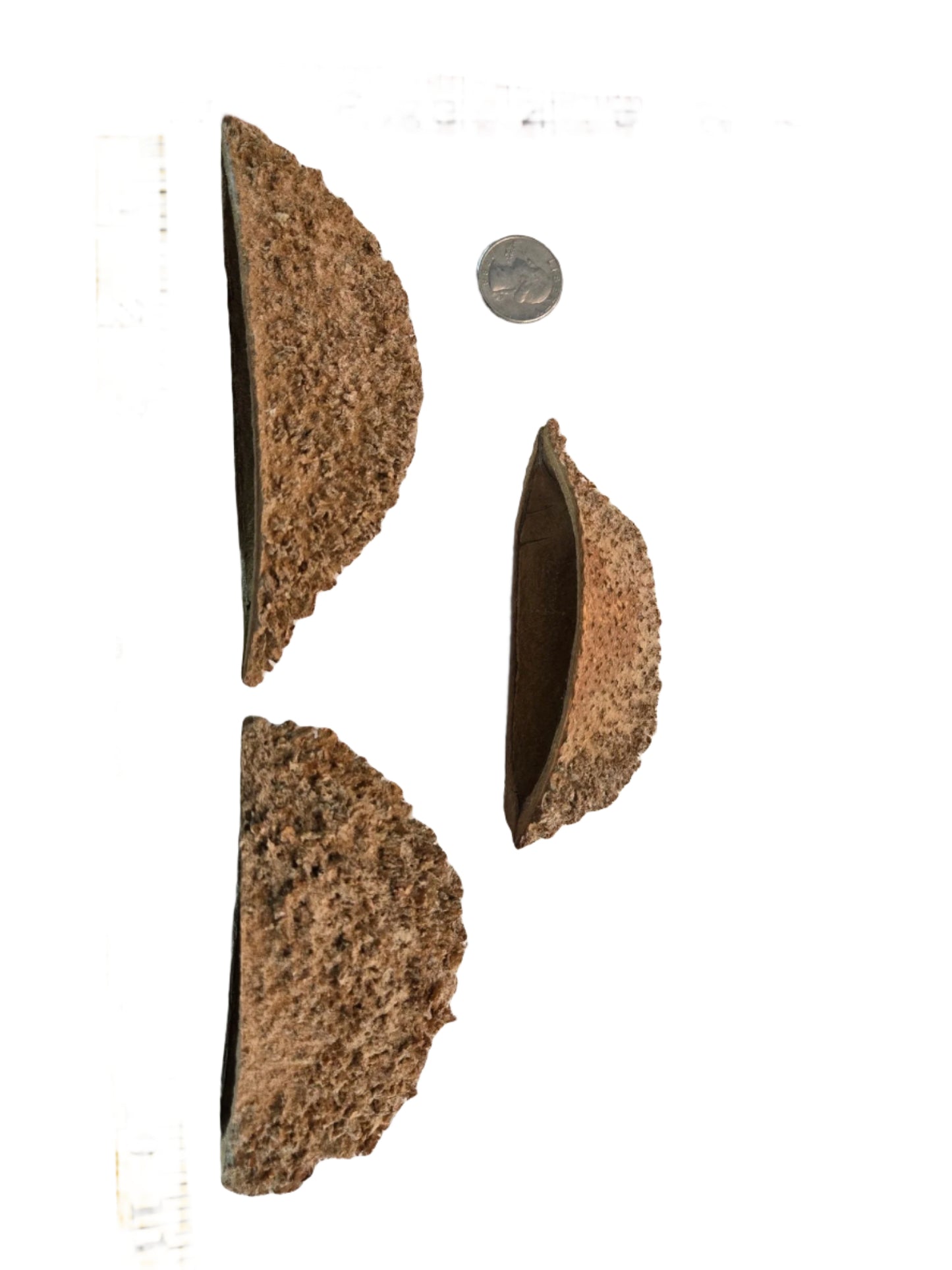 Bolsa Pastor Urchin Pods