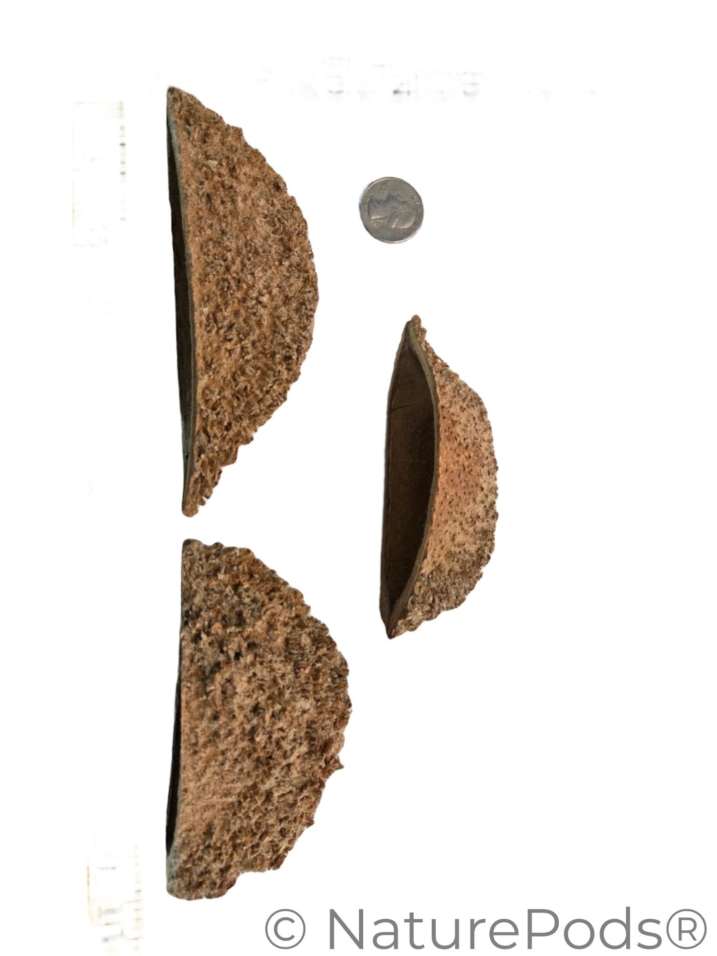 Three Urchin Pod/Bolsa Pastor Seed Pods with a coin for size reference show its brown, curved shape with a rough exterior and smooth interior, isolated on white—produces tannins and used as betta fish care. In vivarium enclosures they are microfauna hotspots.