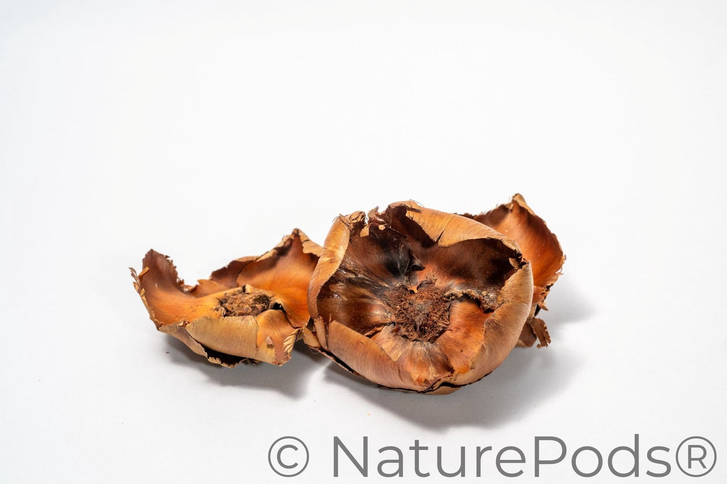 Close-up of two dried, orange-brown Coco Flowers (Dried Palm Caps), showing curled edges and textured centers—perfect as unique aquarium decor, displayed on a plain white background.