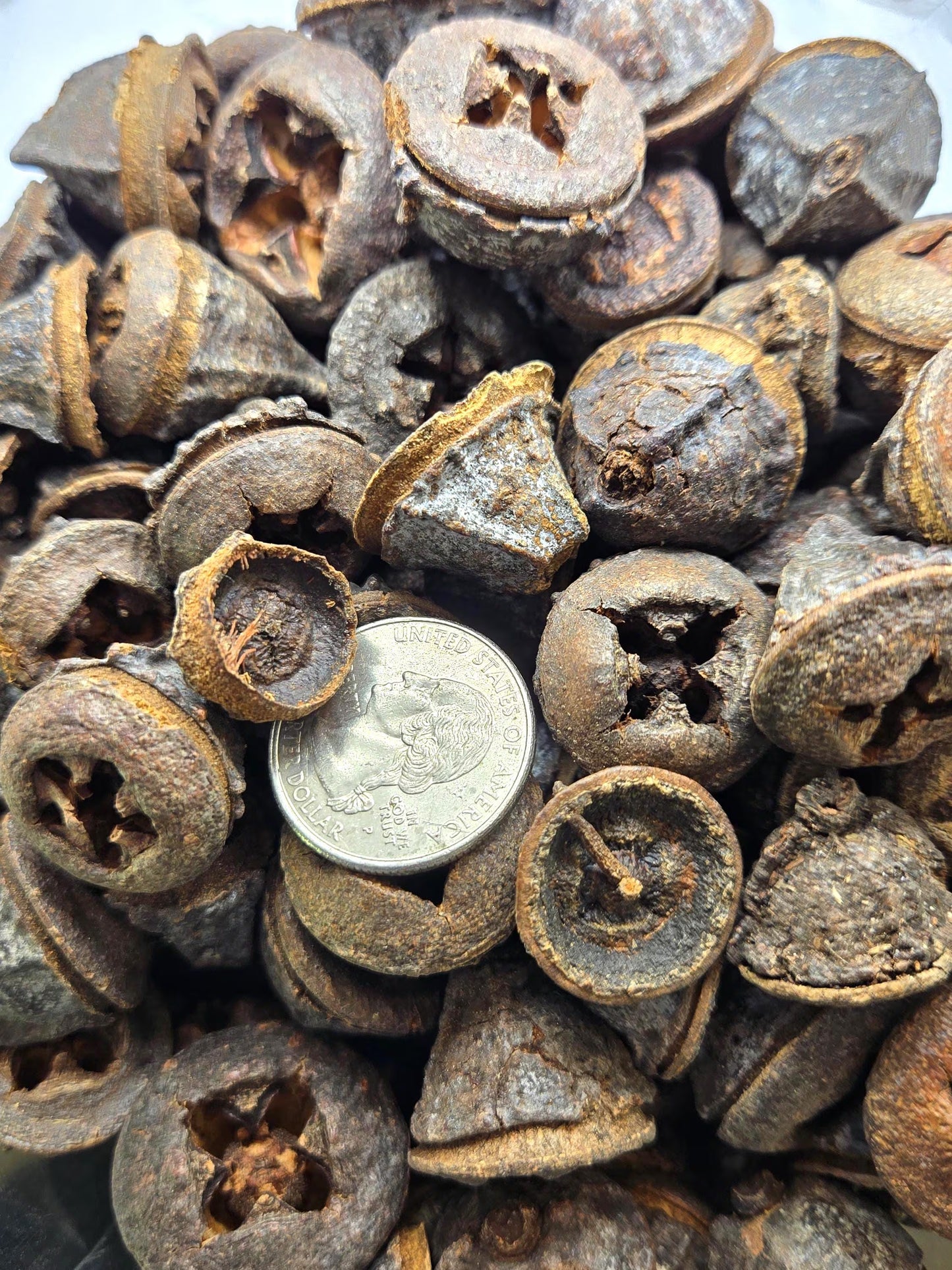 Eucalyptus Seed Pods