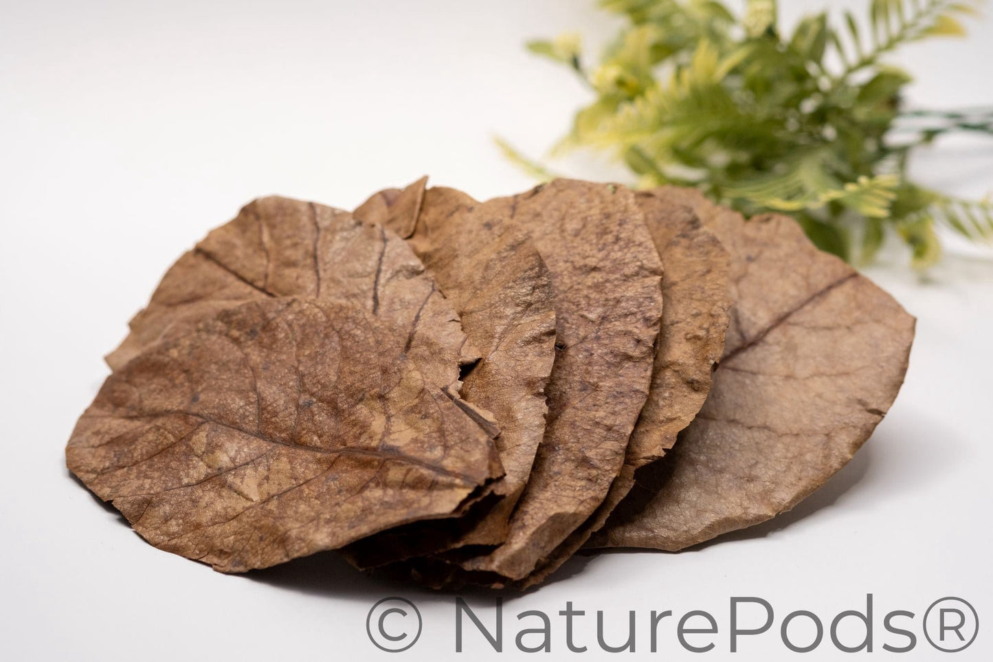 Many dried catappa leaves for hermit crabs, shrimp, water softening, pH balance arranged in a pile on a white background with a green plant in the background