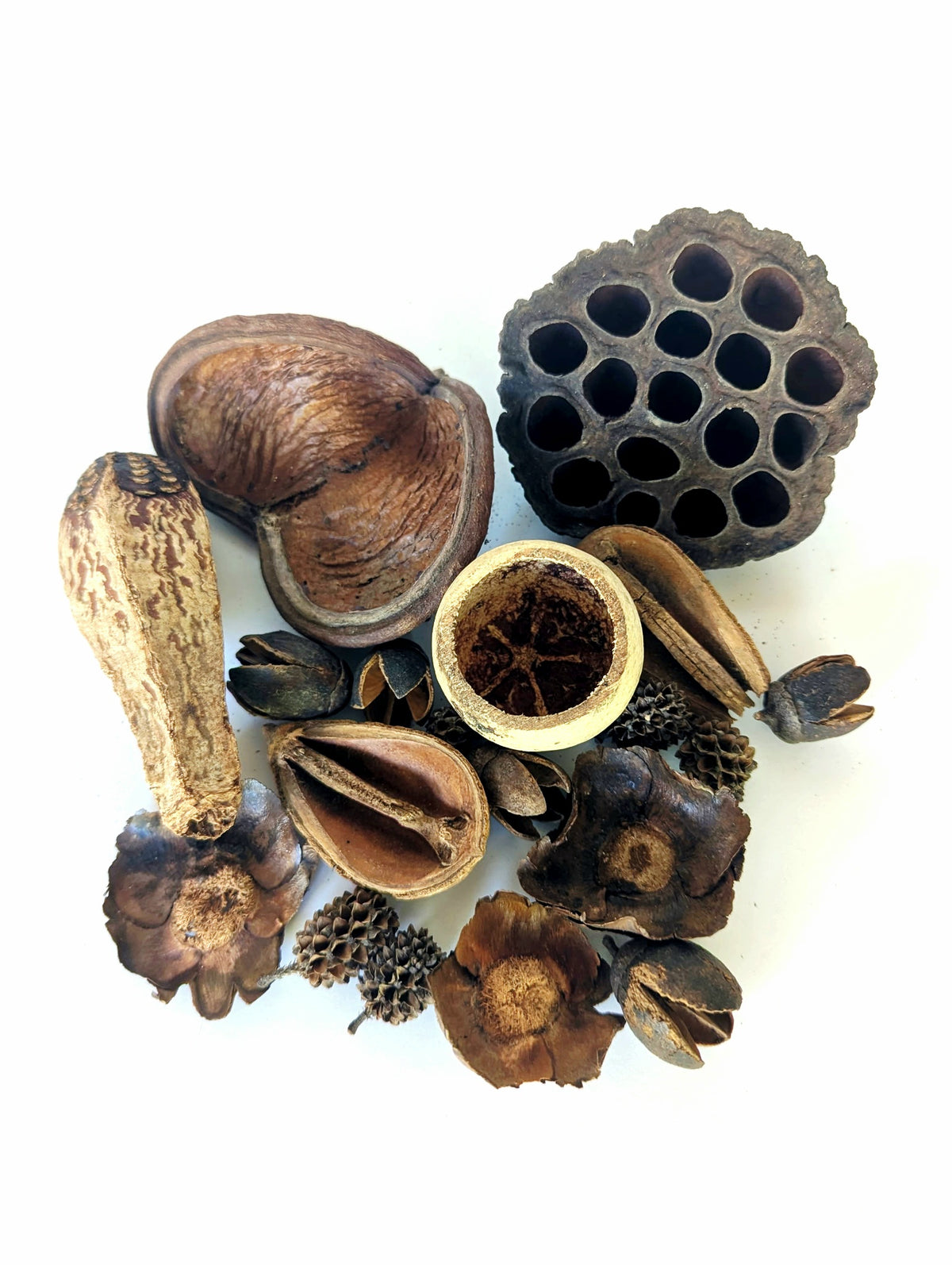 Assorted Botanical Seed Pod Pack (WHOLESALE)
