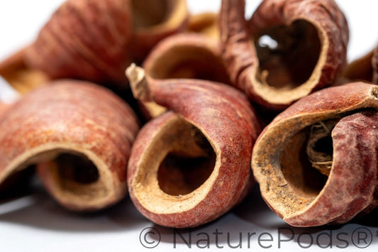 Dysoxylum Pods featuring brown ridged surfaces and some partially open to reveal lighter interiors, are displayed on a white background with a U.S. dime for scale—perfect for natural aquarium decor.