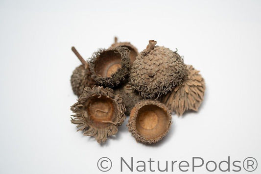 A photo of Large Assorted Acorn Caps. They are brown textured shells on a white background.