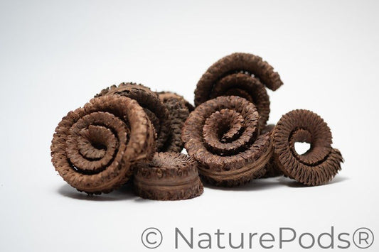 A photo of a pile of Palm Tail Spring. They are brown textured spiral shaped botanical on a white background.
