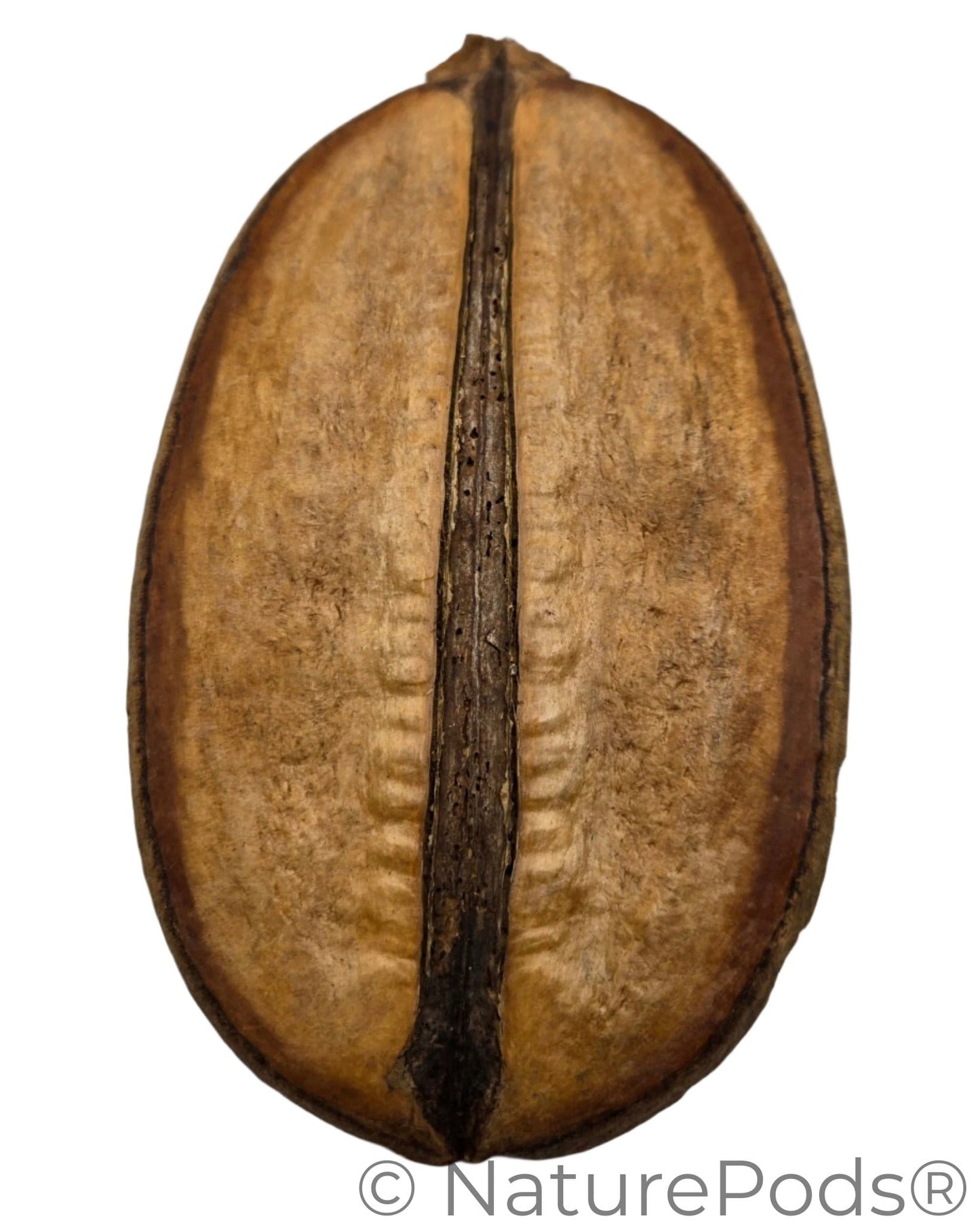 Top view of one Para para pod. It is brown with a dark brown ridge down the center. The flat botanical is used in blackwater aquariums, aquascaping, and dart frog vivariums. Pod is shown on a white background.