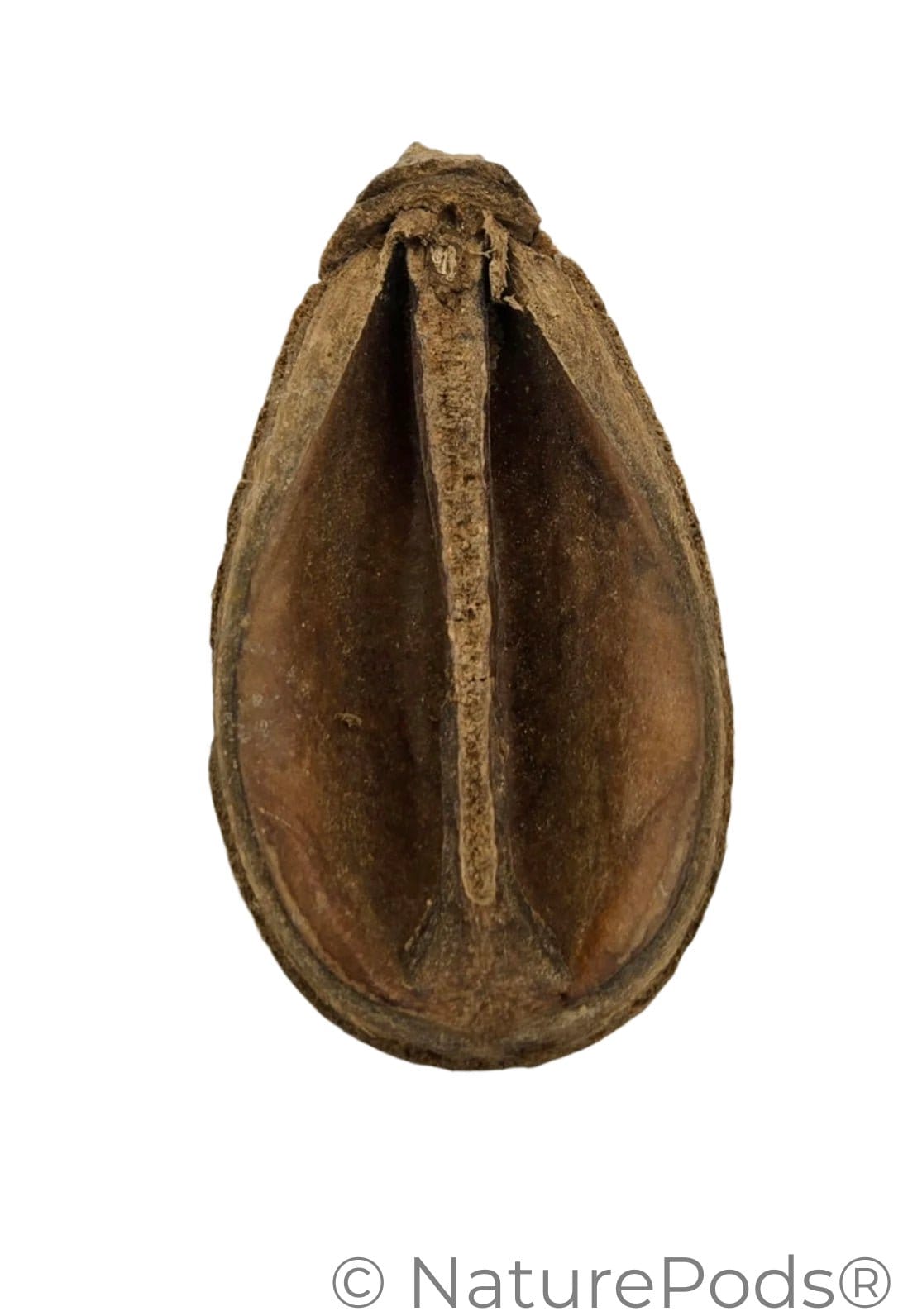 A close-up of a Pear Pod showing the inside compartments on a white background—great inspiration for bioactive terrarium, biotope, aquascaping, blackwater aquariums, or aquarium decor. Isopods use it for food and hides and these are betta botanicals.