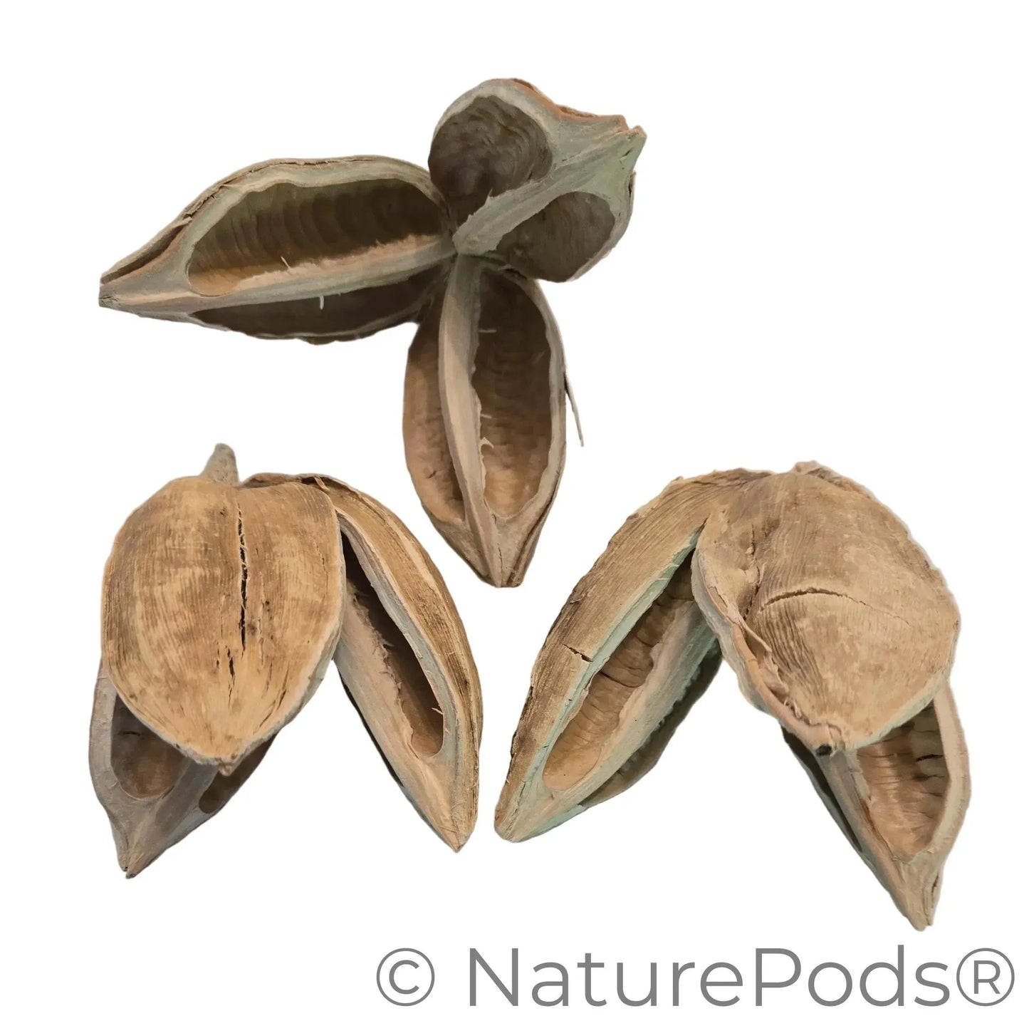 Textured dried and bleached sora seed pods with three woody petals on a white background.