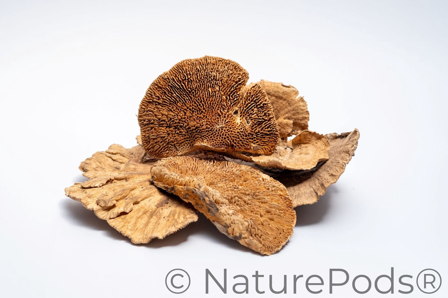 Pile of Dried mushroom caps used for dart frog vivarium decor and isopod food and springtail food on a white background