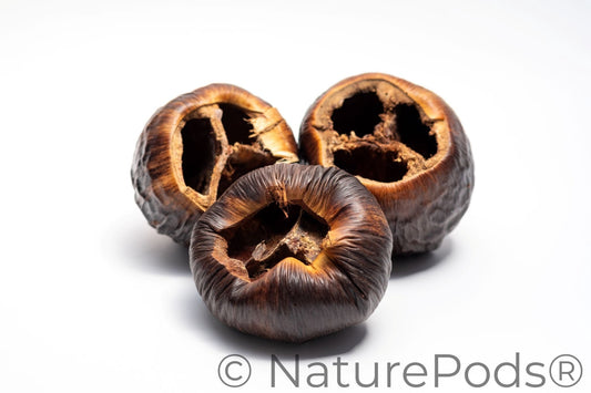 Five unique large botanical nut, seed, and flower pods for botanical method aquariums and bioactive terrariums arranged on a white background. The pods are different shades of brown and many are textured and have holes.