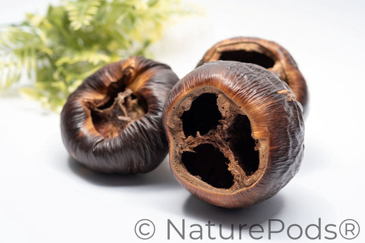 Three textured dark brown talami pods which are for aquascaping and reptile nuts. The nut pods are open at the top showing three compartments that can be used as hides in freshwater aquariums and bioactive terrariums