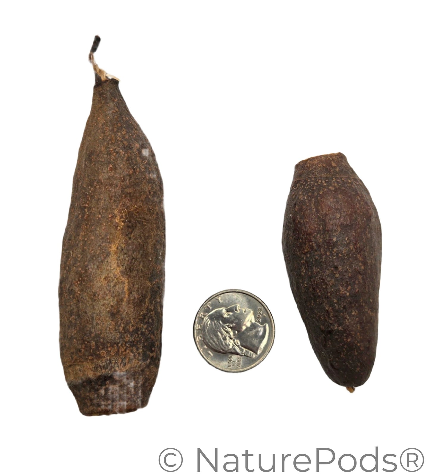 Two dried Trumpet Seed Pods rough, brown surfaces and hollow, jagged openings are arranged on a white background with a coin for size reference—perfect for aquarium decor, shrimp hides, or bioactive terrariums. Betta botanicals and isopod botanicals.