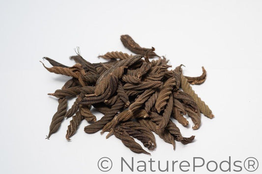 A photo of a pile of Twisty Pods. They are brown textured seed pods on a white background.