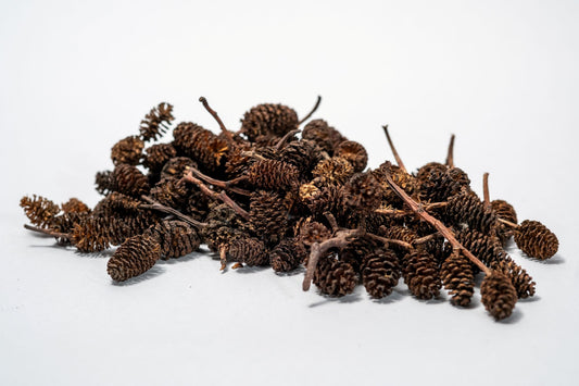 Many small Alder Cones from NaturePods, with a textured surface and layered scales on a short stem, is showcased against a plain white background—ideal for terrariums, shrimp, and crafts.