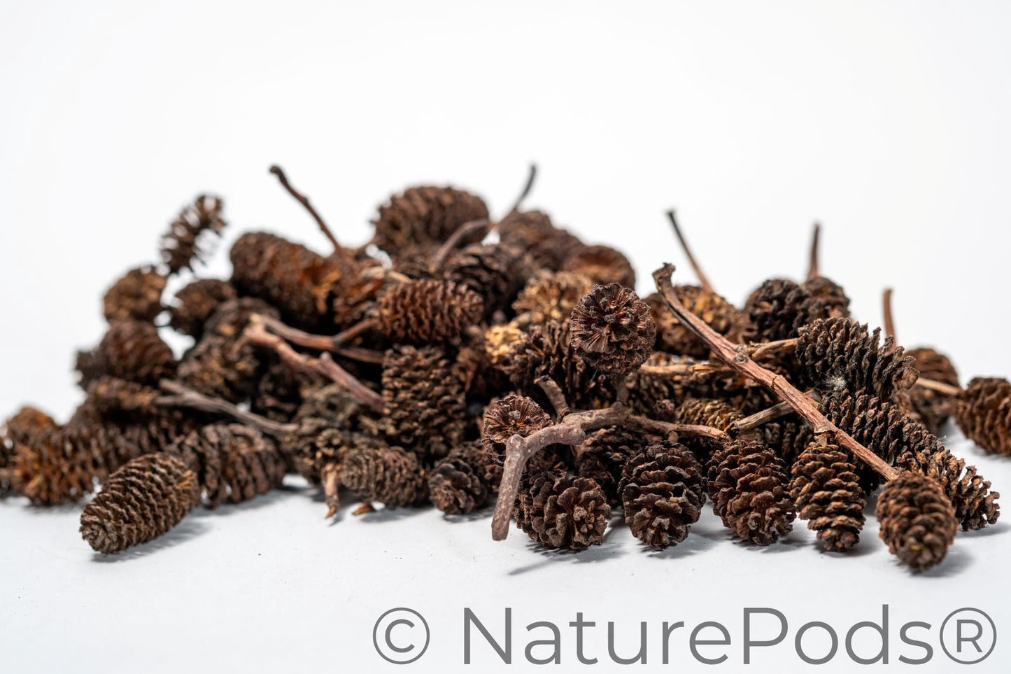 Pile of brown alder cones on a white background and they are used for springtails in terrariums.