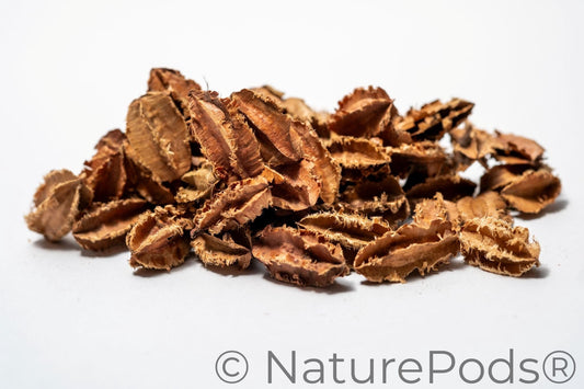Close up of Arjuna Seed Pods feature jagged edges, perfect for aquarium tannins or bioactive terrariums or bowl filler. Provides food for isopods and springtails in reptile and amphibian enclosures.