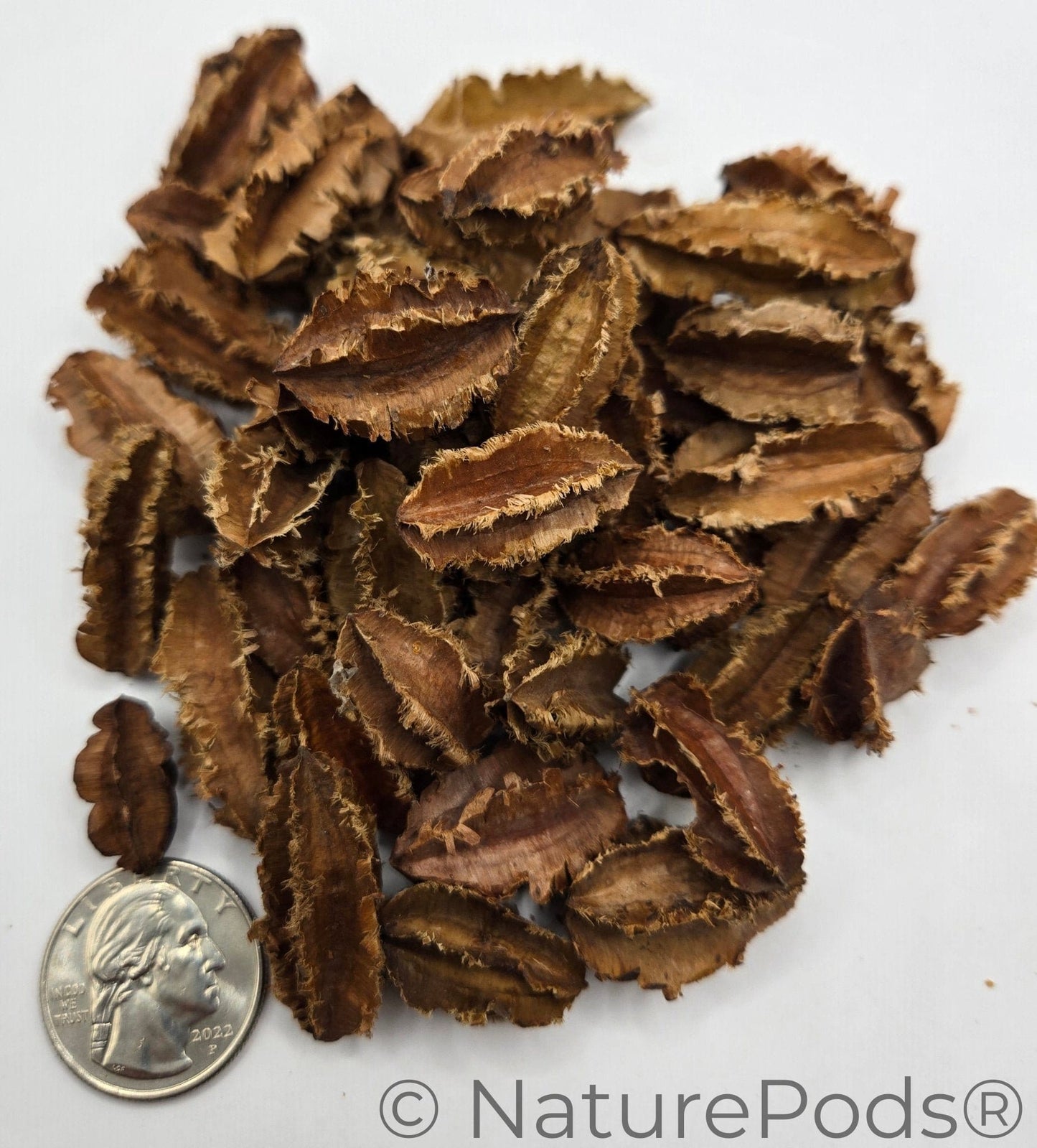 Close up of Arjuna Seed Pods with a coin for size reference feature jagged edges, perfect for aquarium tannins or bioactive terrariums or bowl filler. Provides food for isopods and springtails in reptile and amphibian enclosures. Acts as a water conditioner in freshwater aquariums.