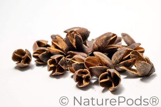 Pile of Bakuli Pods are on a white background, showing their size and making them ideal for natural decor, aquarium tannin, or bioactive terrarium setups.