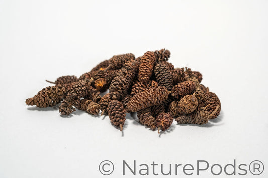 Pile of dark brown Birch Cone from NaturePods (sold in 1 oz. packs of approx. 50) with a rough surface and open scales stands upright, typical for use as aquarium botanicals. Shown against a plain white background.