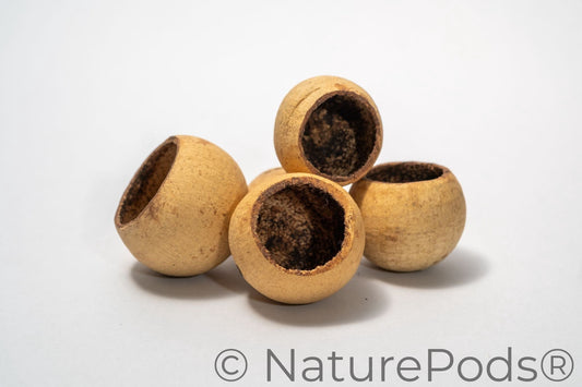 Five round hollow bell cup botanical seed pods with a beige exterior on a white background.