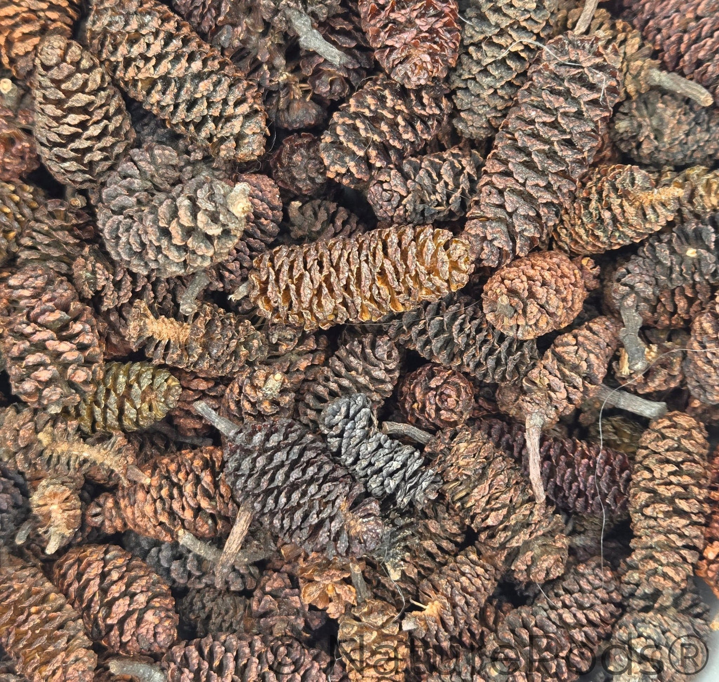 dark brown Birch Cone from NaturePods (sold in 1 oz. packs of approx. 50) with a rough surface and open scales stands upright, typical for use as aquarium botanicals.
