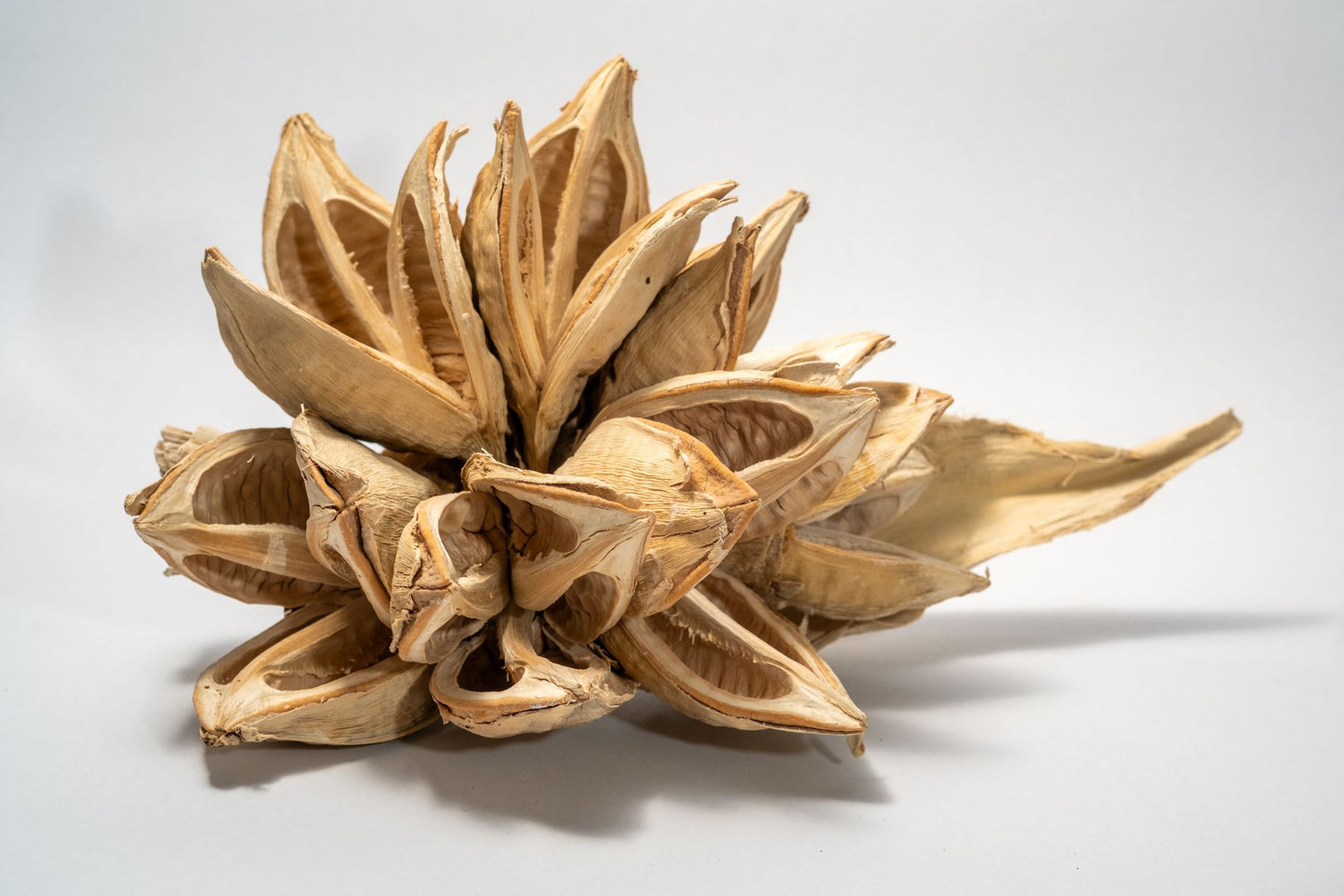 Close up of a dried botanical seed pod on a white background. The seed pod is bleached and has many dried woody petals.