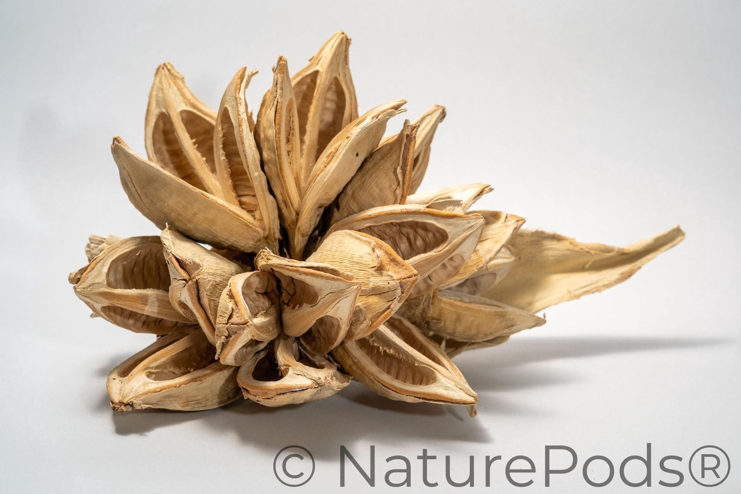 Close up of a dried botanical seed pod on a white background. The seed pod is bleached and has many dried woody petals.