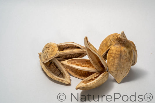 Textured dried and bleached sora seed pods with three woody petals on a white background.