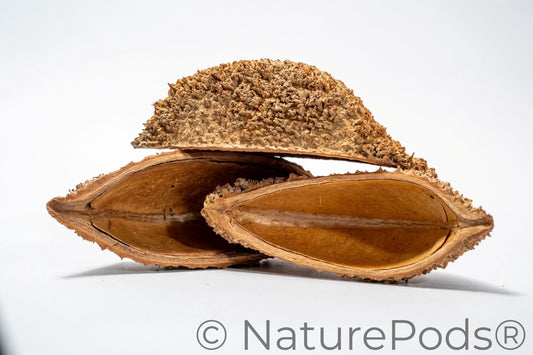 A close-up of three Urchin Pod/Bolsa Pastor Seed Pods show its brown, curved shape with a rough exterior and smooth interior, isolated on white—perfect as unique shrimp aquarium hides or reptile hides.