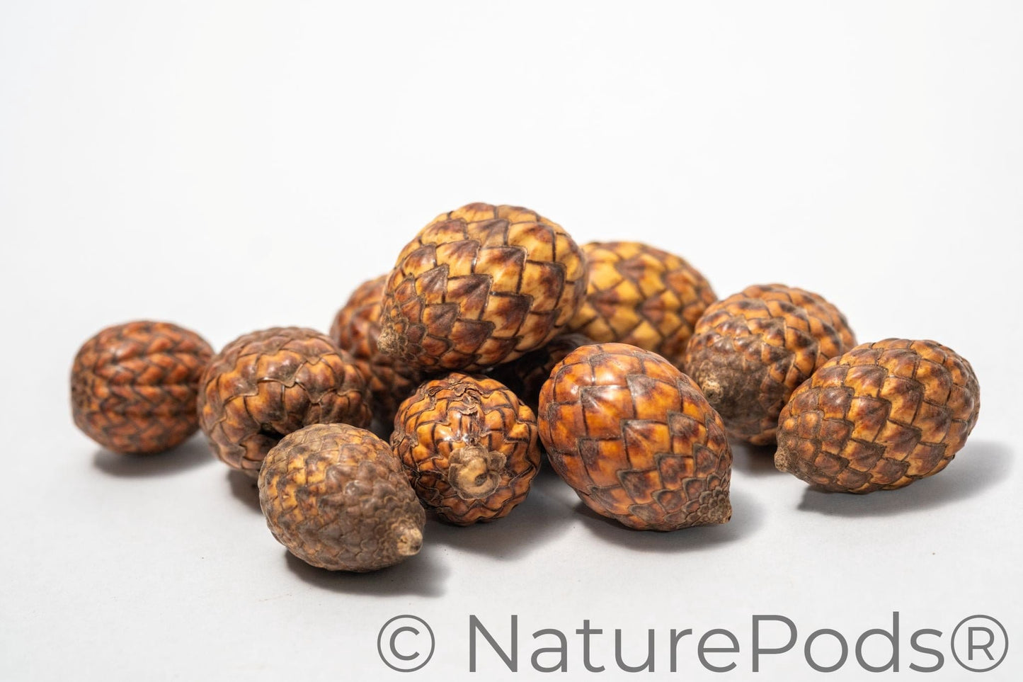 a pile of rattan cane fruit pods featuring rough, scaly surfaces with overlapping diamond-shaped segments, are isolated on a white background to showcase their detailed texture and natural patterns.