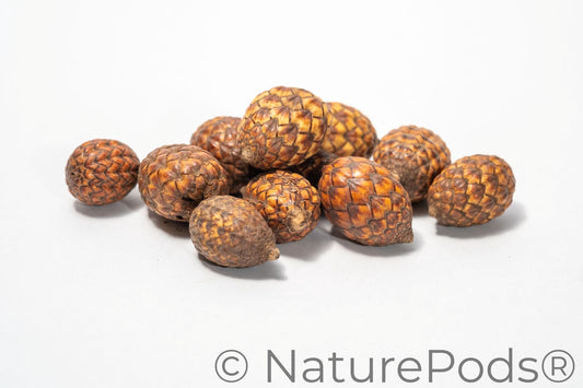 A close up of a pile of rattan cane fruit pods featuring rough, scaly surfaces with overlapping diamond-shaped segments, are isolated on a white background to showcase their detailed texture and natural patterns.