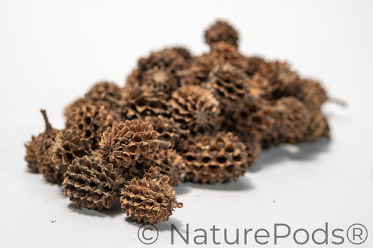 A pile of many brown textured casuarina cones which are used for tannins in aquariums, biofilm for shrimp, betta botanicals, and springtail hides. Shown on a white background