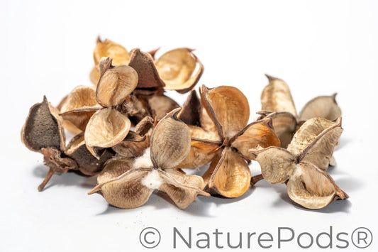 Close up of Dried brown cotton flower seed pods with cotton-like material on a white background
