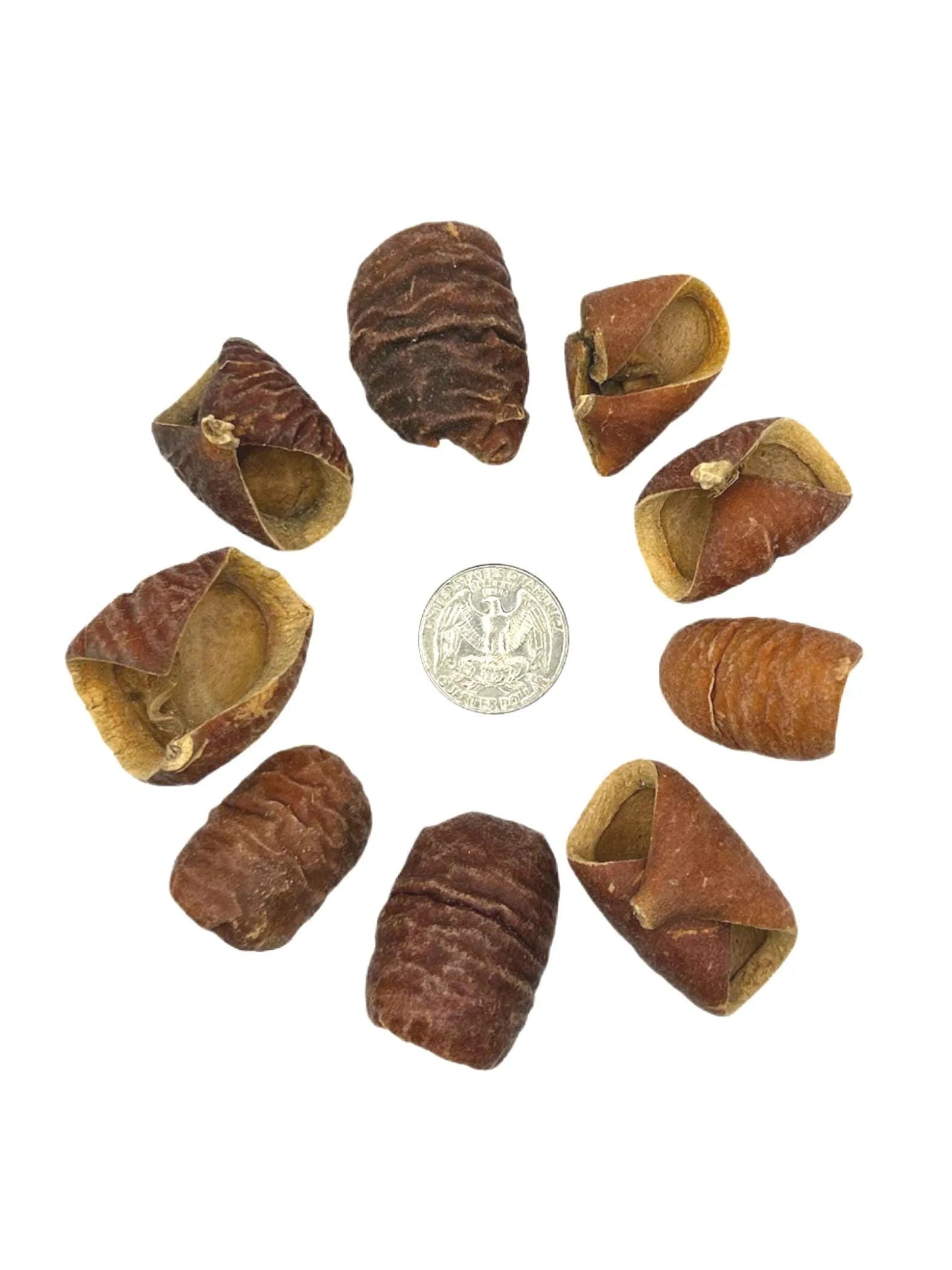 Dysoxylum Pods featuring brown ridged surfaces and some partially open to reveal lighter interiors, are displayed on a white background with a U.S. quarter for scale—perfect for natural aquarium decor.