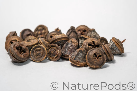 Eucalyptus Pods - 5 Count features dried, woody seed pods with brown and grayish-white hues and star-shaped tops. Ideal for producing tannins in aquariums or isopod and springtail hides bioactive terrariums. Displayed on a white background.
