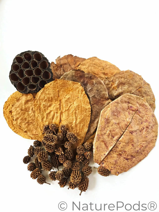 Dried catappa leaves, casuarina cones, and lotus seed pods which are used as aquarium botanicals and betta botanicals shown on a white background